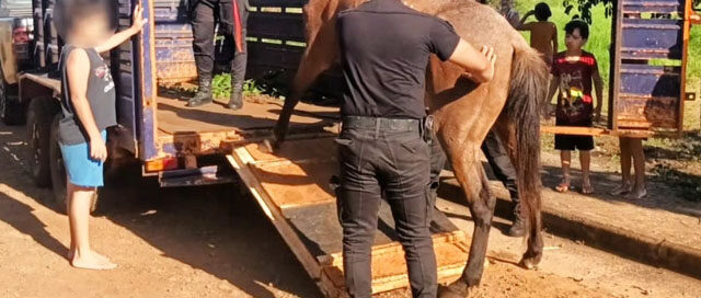 POSADAS: Rescatan a un caballo maltratado y abandonado en Itaembé Guazú