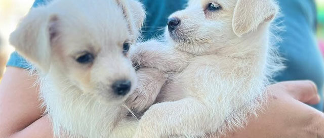 POSADAS: Cronograma semanal de operativos y quirófano móvil