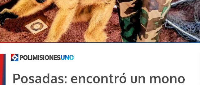 Posadas: encontró un mono sobre la ruta, lo llevó a una comisaría y fue rescatado
