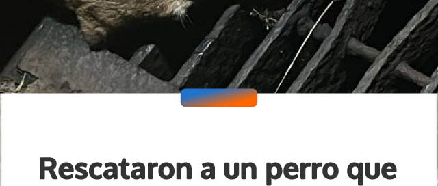 Rescataron a un perro que había quedado atrapado en una boca de tormenta en Posadas